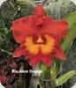 Rlc. Siam Orange